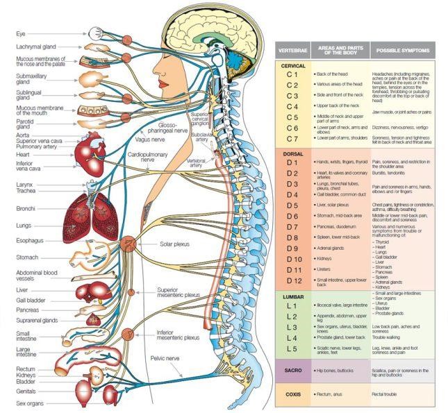 Gambar 1. http://pharmacology2011.wikispaces.com/file/view/organs_cns.jpg/216007018/572×528/organs_cns.jpg