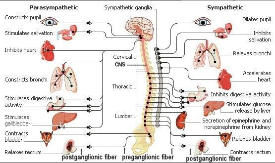 Gambar 2. http://www.sciencedirect.com/science/article/pii/S0161813X11001100